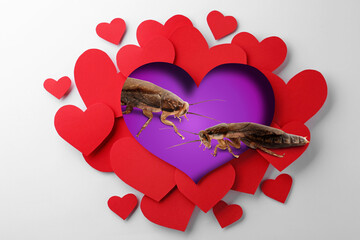 Valentine's Day Promotion Name Roach - QUIT BUGGING ME. Cockroaches on purple background, view...