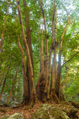 Trunks of trees in a linden forest on the island of La Palma, Canary Islands, Spain, next to the Nacientes de Marcos y Cordero, and National Park of Caldera de Taburiente.