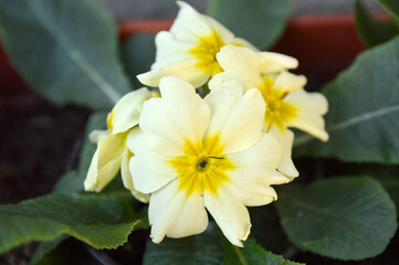 Obraz na płótnie Canvas yellow blooming primula, primrose, close up