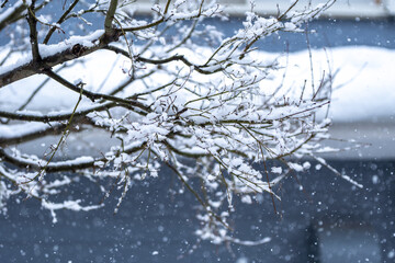 雪の日　木の枝への積雪