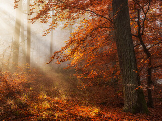Forest in Autumn, orange beech leaves illuminated by sunbeams through fog 