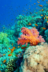 Naklejka na ściany i meble Coral Reef Underwater Landscape, Coral Reef, Red Sea, Egypt, Africa