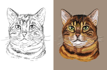 Hand drawn head of cute Bengal cat. Vector black and white and colorful isolated illustration of horse. For decoration, coloring book, design, prints, posters, postcards, stickers, tattoo, t-shirt