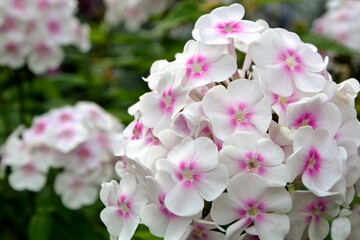 Phlox flower white with pink in the garden close-up