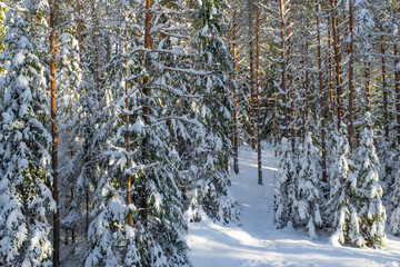 Fototapeta premium Scenic landscape of winter forest. Trees covered by snow.