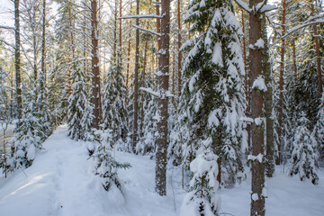 Scenic landscape of winter forest. Trees covered by snow.