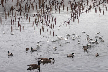 A large flock of ducks eats abandoned bread on the lake