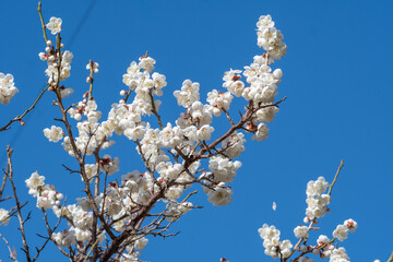 梅の花　初春のイメージ