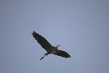 Heron flying in Ann Arbor