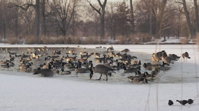Static slomo shot of Canadian geese gathered on frozen lake in winter afternoon