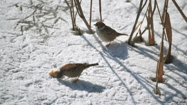 Sparrow eating a piece of bread on a frozen lake in winter