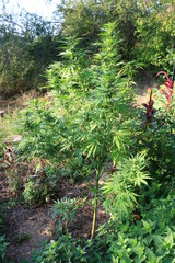 Pied de Northern lights