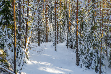 Fototapeta premium Scenic landscape of winter forest. Trees covered by snow.