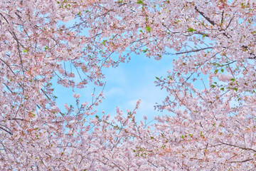 Cherry blossoms in full bloom on a blue sky  Japanese spring landscape