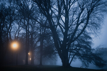Fototapeta premium Hidden camera view from the trees of the water surface with lanterns reflection