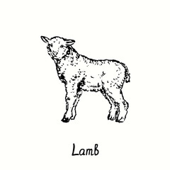 Lamb standing side view. Ink black and white doodle drawing in woodcut outline style. Vector illustration