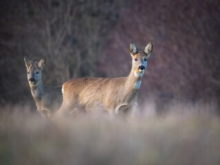 roe deer on a meadow in autumn