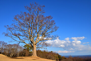 吾妻山公園山頂の榎の大木