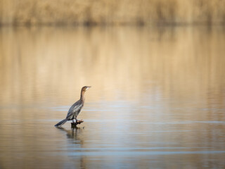 Cormorant sitting on a perch at lake Neusiedlersee in Burgenland
