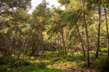 trees in the forest at sunrise