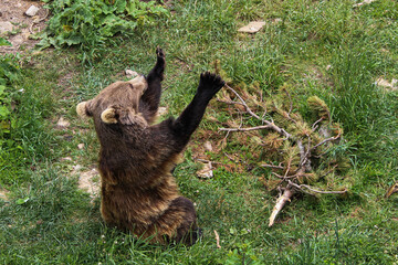 Oso gris por el bosque