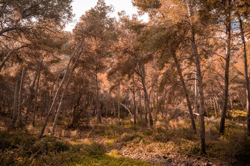 trees in the forest at dawn with dry leaves in autumn