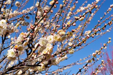 梅の花