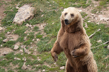 Fototapeta premium Oso Grizzly en los bosques