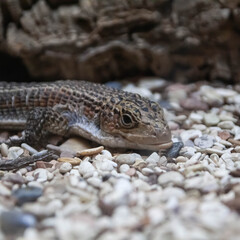 lizard close-up on white rocks