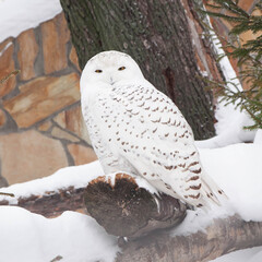 a white owl sits on a tree in winter