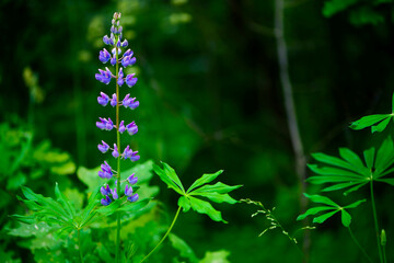 Blooming lupine flower. Lupine, a field of lupine with pink purple and blue flowers. Bouquet of lupines summer floral background. Lupine field. Purple spring and summer flower. nature. space for text