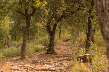 Bonito camino de montaña en La Mola