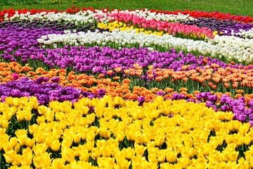 many colorful tulips, different varieties of tulips, bright spring flowers, background image,...