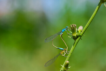 Coenagrion puella. two dragonflies on a green branch, place for text. a pair of dragonflies mate in a bright and green natural environment. close-up. light green background. blue and yellow dragonfly