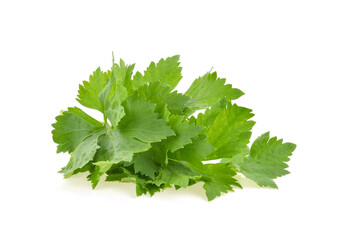 Celery leaves isolated on white background