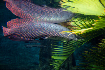 Inhabitants of the underwater world. Meetings with the inhabitants of the seabed during a walk...