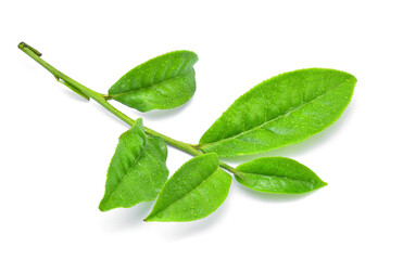 Obraz premium Green tea leaf with drops of water on white background.
