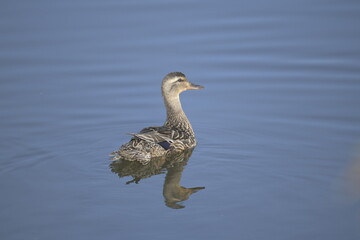 Ducks swimming near Ann Arbor North America