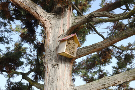 Maison pour insectes sur un arbre