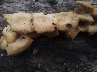 mushrooms on a grill