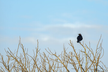 Birds perched in a tree in South Africa, on an overcast day