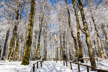 Verschneiter Waldweg im Sonnenlicht 