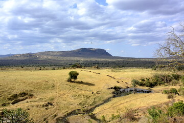 Obraz premium Tsavo - Rhino Lodge - stádo buvolů a krajina