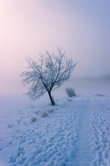 Isolated tree in the snow