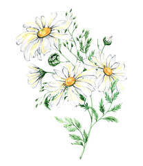 Watercolor daisy wreath clipart, Chamomile flowers clipart, hand painted daisies frames, Watercolor white flowers, meadow flowers isolated for baby shower, wedding, birthday card, easter