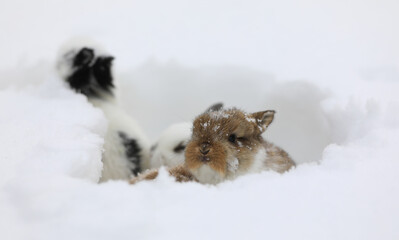 winter portrait of brown rabbit in the snow