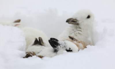 bunnies running in the snow