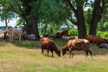 A herd of cows and sheep graze together in a field.