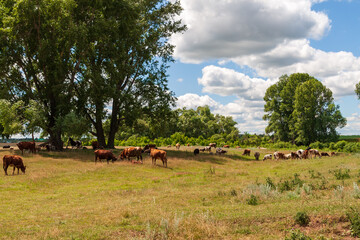 A herd of cows and sheep graze together in a field.