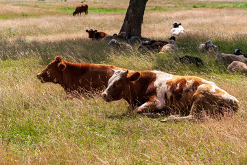 At noon, the village cows lay down to rest.